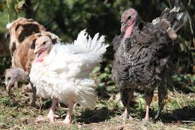 Turkeys are very different from chickens and there are some things you need to know when you want to raise them yourself.!!!!! The Terrible Truth About Raising Turkeys Pethelpful