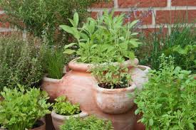 Sustainable Life Grow Herbs In A Pot