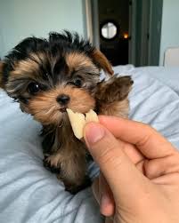Yorkie mix puppies for sale. Pin On Adoption Store