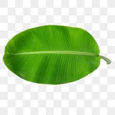 banana leaf png transpa images free