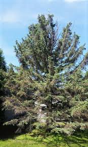The flowers are white and blue, in sizes of single, double, and triple. Spruce Spider Mites And Your Spruce Trees Shadywood Tree Experts And Landscaping
