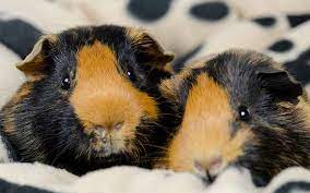 Best Bedding For Guinea Pigs Reviews