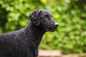Curly Coated Retriever Full Profile History And Care