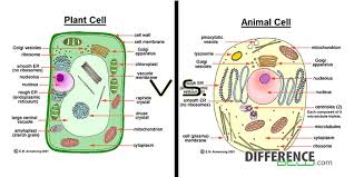Topic 1 2 Ultra Structure Of Cells Amazing World Of