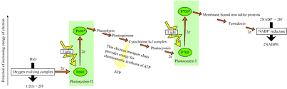 Photosynthesis Equation Formula