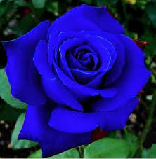 blue rose flower seeds garden plant