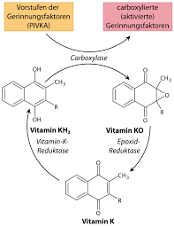 Difference Between Vitamin K And K2 Difference Between