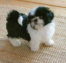 All of our puppies are raised in our home and handled daily by both my self, brother, wives and kids. Shih Tzu For Free Adoption Adorable Shih Tzu Puppies For Free Adoption Albuquerque Nm Shih Tzu Puppy Shih Tzu Puppies