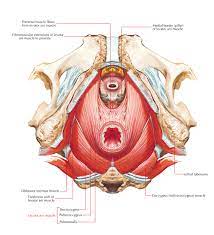 pelvic floor muscles and pelvic pain