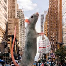 new york s rats have already won the