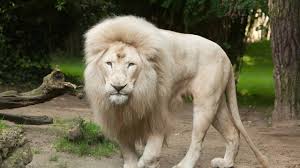 white lion in south africa
