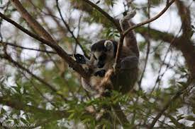 Ring-tail lemur licking its penis [madagascar_5703]