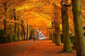 Image result for fall leaves