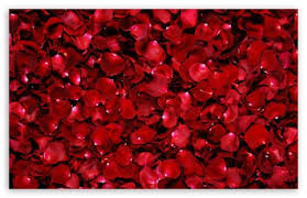 red rose petals ultra hd desktop