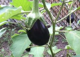 how to grow eggplants growing eggplant