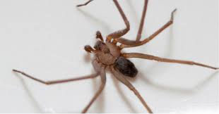 every homeowner s worst nightmare spiders