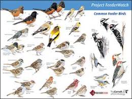 Identifying Birds Feederwatch