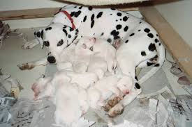 Dalmatian puppy newborn, mcdottie dalmatians puppies. Mcdottie Dalmatian Puppies 1 Week Old
