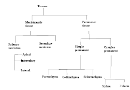Flowchart About Diffrent Types Of Tissues Science