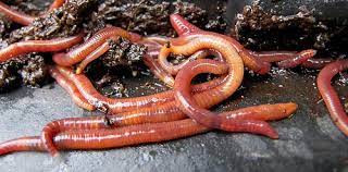 The red wiggler breeds by lying next to another worm but in opposite direction. Where To Find Composting Worms Gardening Channel