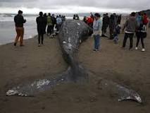 Why more dead whales are washing up on U.S. beaches : NPR