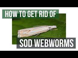 how to get rid of sod webworms 4 easy