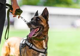 trained belgian malinois protection dog