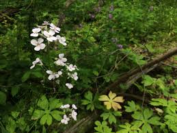 Invasive Species Bowmans Hill Wildflower Preserve