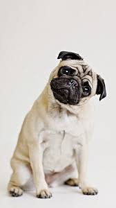 funny pug hd wallpapers pxfuel