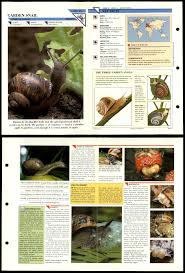 primitive wildlife fact file fold out card