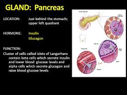 Image result for pancreas calluses