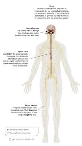 The Nervous System More Than 90 000 Miles Of Sensations