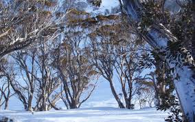 Australian Snow Gums | Winter escapes, Winter, Australia