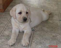 Mother and father are both akc registered yellow labs. Akc English Labrador Puppies For Sale In Allegan Mi 269 512 2528 English Lab Puppy Allegan Mi Is Close To Plainwell Otsego Grand Rapids Holland Hamilton Flint Detroit Paw Paw Indiana Il