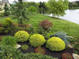 Conifers In Landscaping California