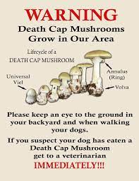 pet poison prevention mushroom toxicity