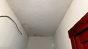 Ceiling Mold Growth Learn The Cause