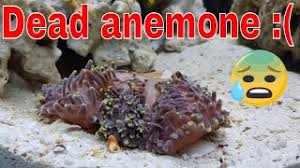 how my anemone d video plus