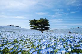 4 5 Million Blue Flowers Bloom Across