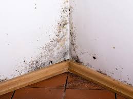 how to remove mold on drywall wood