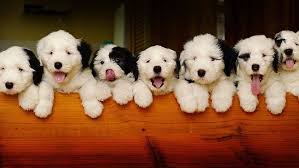 Old english sheepdog puppies for sale in east texas. Seven To Betsy It S Family Before Work English Sheepdog Puppy English Sheepdog Old English Sheepdog Puppy