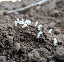 tiny white bugs in soil what they are