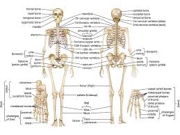 Question 5 draw a labelled diagram of skull and hand showing bones present in it. Skeleton Labeled Diagram Learn Circuit Diagram