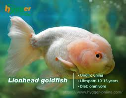 do you know how long do goldfish live