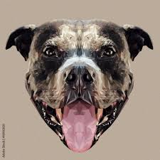 american pit bull terrier dog