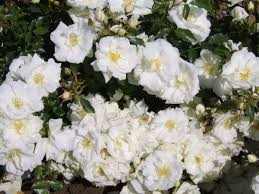 white flower carpet rose ground cover