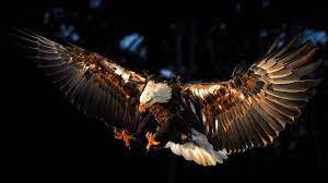 1920 X 1080 Eagle Wallpapers - Top Free ...
