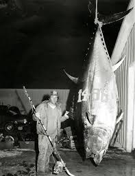 Türkiye liginin amatör sahalarının tozunu yutmuş, çilesini çekmiş eski bir futbolcuyum :) genelde spor dünyasının nabzını tuttuğumuz bu kanalda sizleri de. Biggest Tuna Ever Caught World Record Bluefin Tuna Marlin Magazine