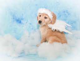 Собака ангел - 51 фото - картинки: смотреть онлайн