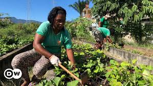 Brazil S Flourishing Community Gardens